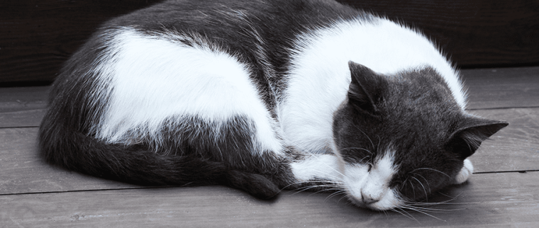 chat ronfle